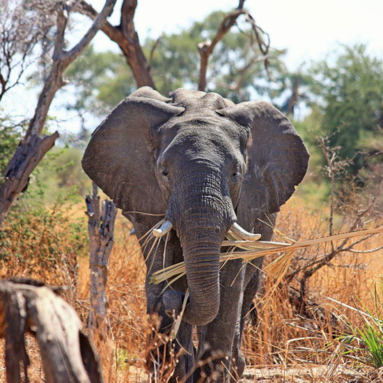 MultiAktivreise Südafrika-Swaziland MultiAktivreise Südafrika-Swaziland