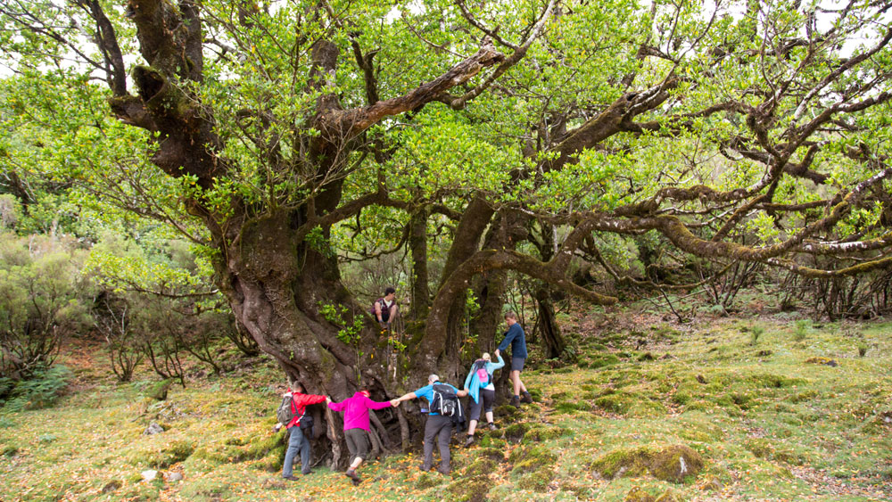 Yoga Wanderreise Auf Madeira